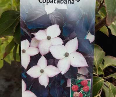 svída - Cornus kousa 'Copacabana'