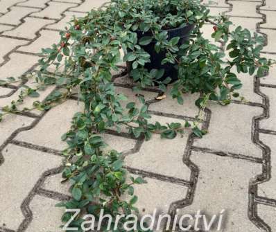 skalník - Cotoneaster dammeri 'Major'