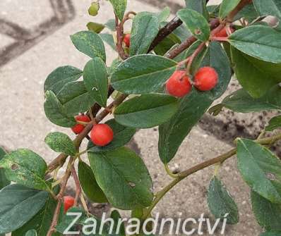 skalník - Cotoneaster dammeri 'Major'