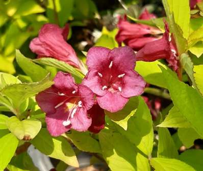 vajgélie - Weigela florida 'Olympiade´