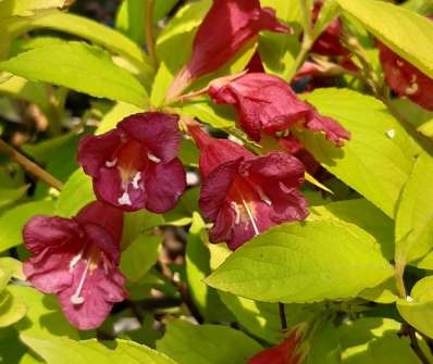 vajgélie - Weigela florida 'Olympiade´