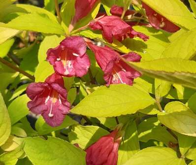 vajgélie - Weigela florida 'Olympiade´