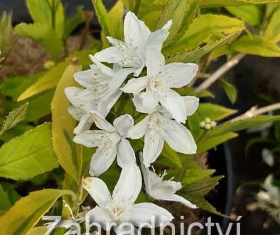 trojpuk - Deutzia gracilis 'Variegata'