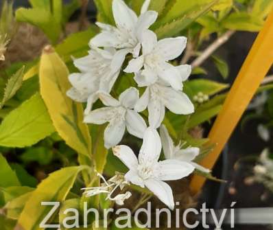 trojpuk - Deutzia gracilis 'Variegata'