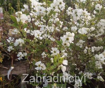 hroznovec - Exochorda racemosa 'Niagara'