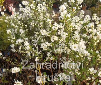 hroznovec - Exochorda racemosa 'Niagara'