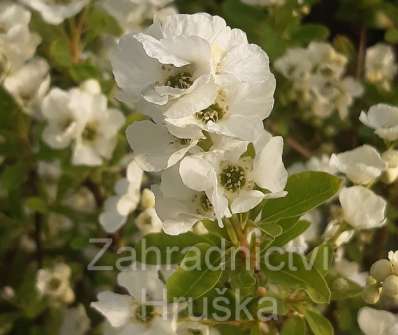 hroznovec - Exochorda racemosa 'Niagara'