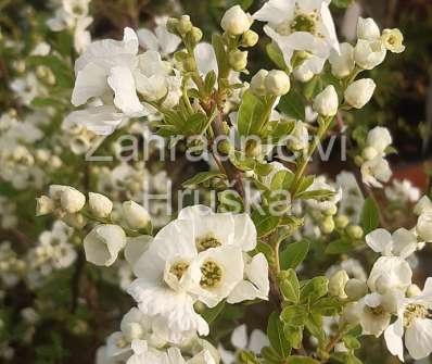 hroznovec - Exochorda racemosa 'Niagara'