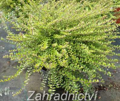 zimolez - Lonicera nitida 'Tidy Tips'