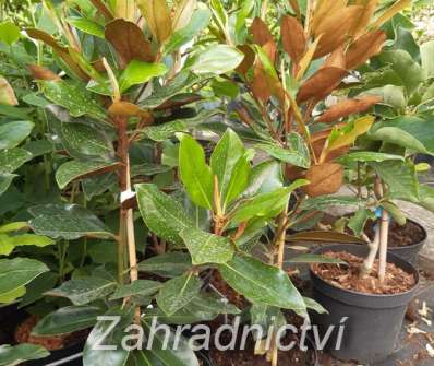 šácholan - Magnolia grandiflora 'Little Gem'