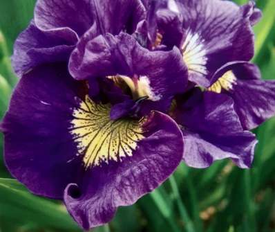 Iris sibirica Double Standard