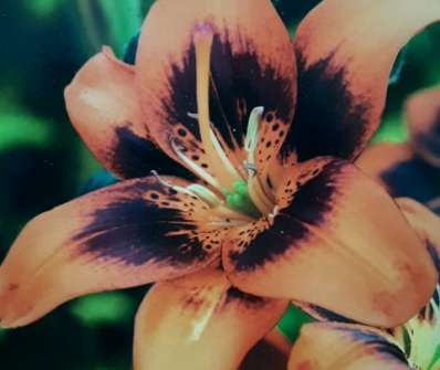 Lilium Easy Samba | zahradnictví Hruška