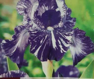 Iris germanica Batik