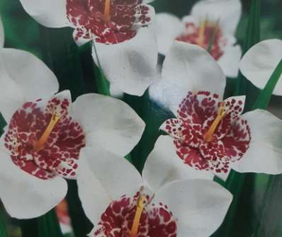 Tigridia pavonia Alba Grandiflora