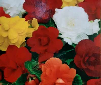 Begonia grandiflora mix