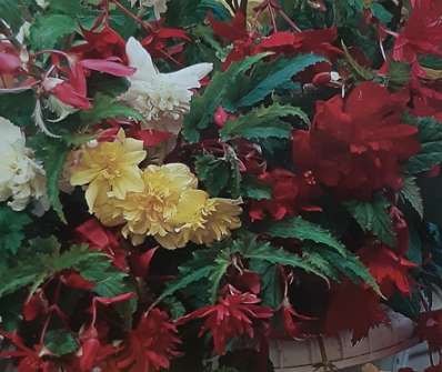 Begonia pendula mix