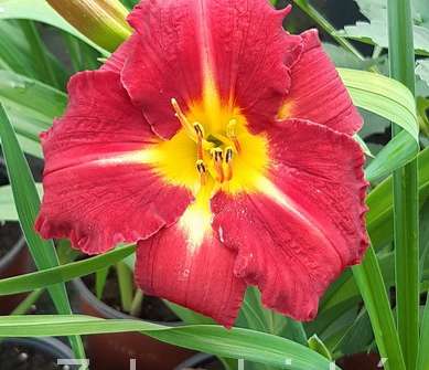 Hemerocallis Bogeyman