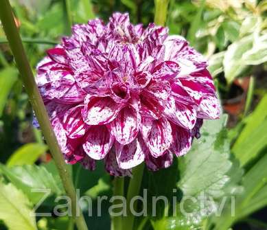 Dahlia Marble Ball