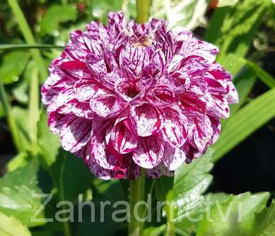 Dahlia Marble Ball