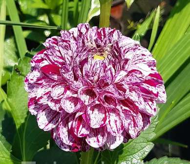 Dahlia Marble Ball