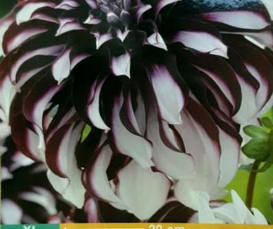 Dahlia Tartan