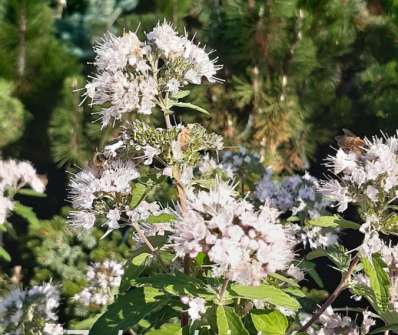 ořechoplodec - Caryopteris clandonensis 'Stephi'