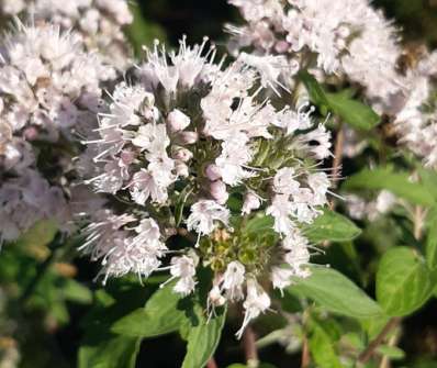 ořechoplodec - Caryopteris clandonensis 'Stephi'