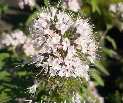 ořechoplodec - Caryopteris clandonensis 'Stephi'