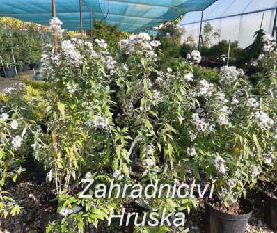 ořechoplodec - Caryopteris clandonensis 'Stephi'