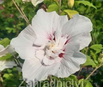 ibišek - Hibiscus syriacus 'China Chiffon'