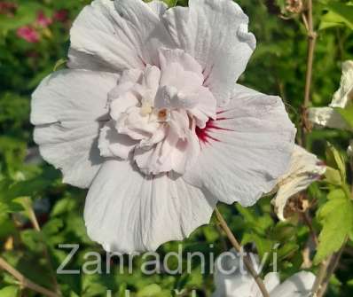 ibišek - Hibiscus syriacus 'China Chiffon'