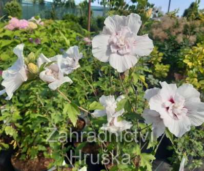 ibišek - Hibiscus syriacus 'China Chiffon'