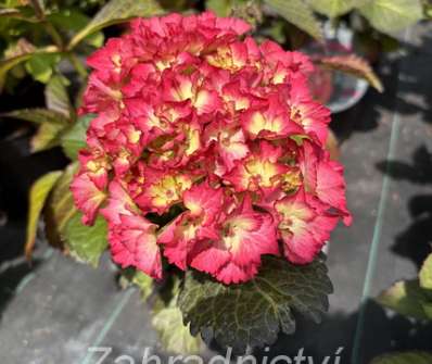 hortenzie - Hydrangea macrophylla 'Baladia Hot Pink'