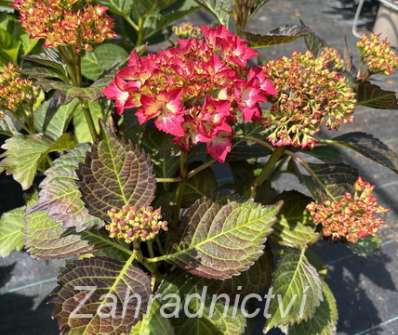 hortenzie - Hydrangea macrophylla 'Baladia Hot Pink'
