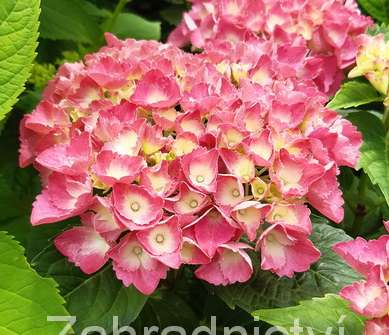 hortenzie - Hydrangea macrophylla 'Hot Red'