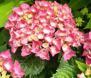 hortenzie - Hydrangea macrophylla 'Hot Red'