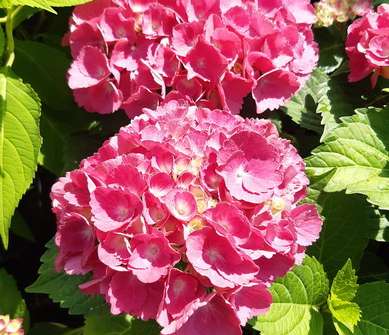 hortenzie - Hydrangea macrophylla 'Hot Red'