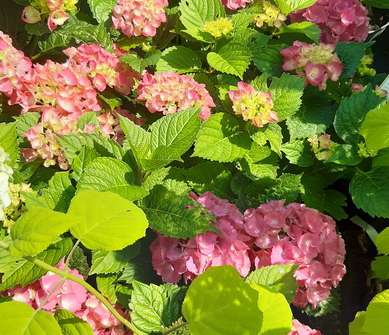 hortenzie - Hydrangea macrophylla 'Hot Red'