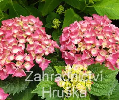 hortenzie - Hydrangea macrophylla 'Hot Red'