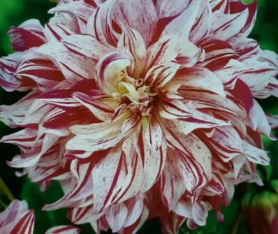 Dahlia Bristol Stripe