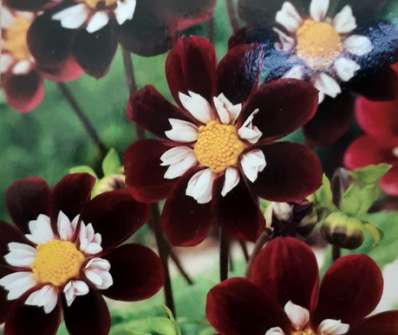 Dahlia Mary Evelyn