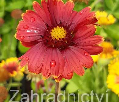 Gaillardia aristata Arizona Red Shades