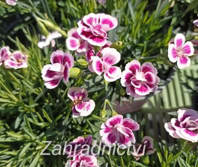 Dianthus Pink Kisses