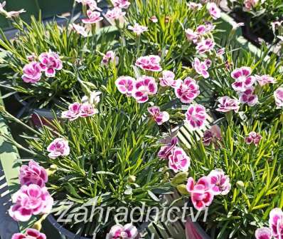 Dianthus Pink Kisses