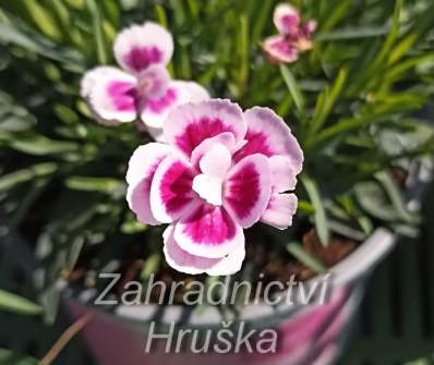 Dianthus Pink Kisses