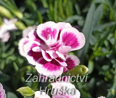 Dianthus Pink Kisses