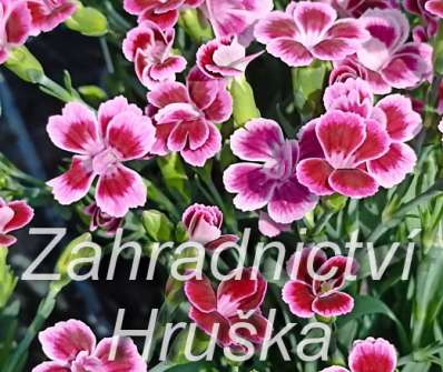 Dianthus Pink Kisses