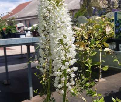 Eremurus himalaicus