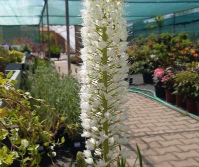 Eremurus himalaicus