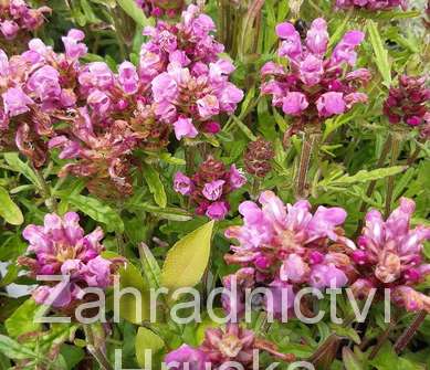 Prunella webbiana Rosea